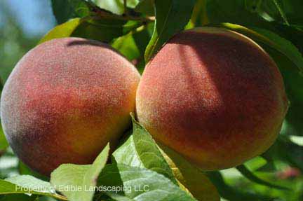 Peach Red Haven fruit